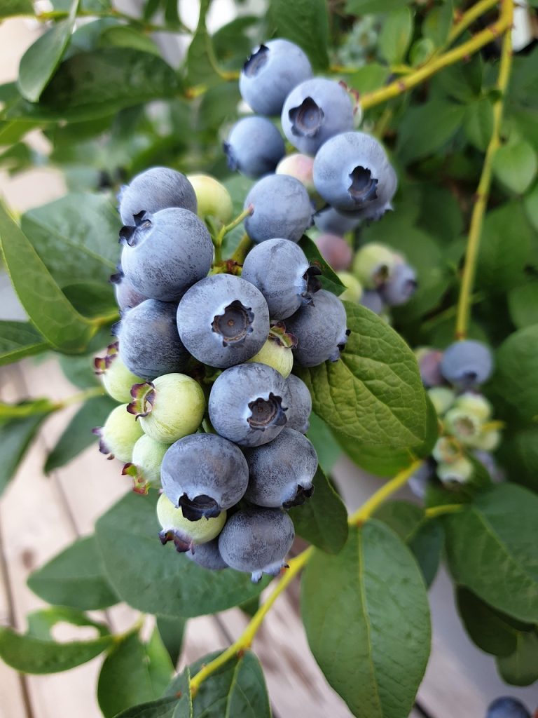 Fresh blueberries on their shrub