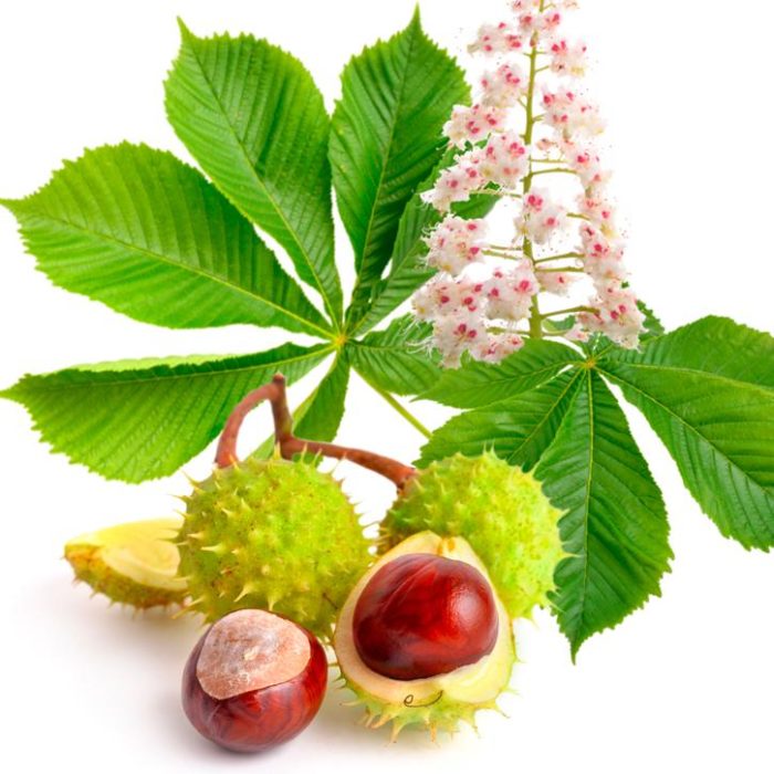 Семена от конски кестен – използвани при разширени вени и отоци